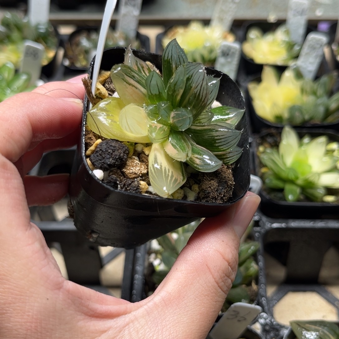 70龙爪玉露锦一物一拍