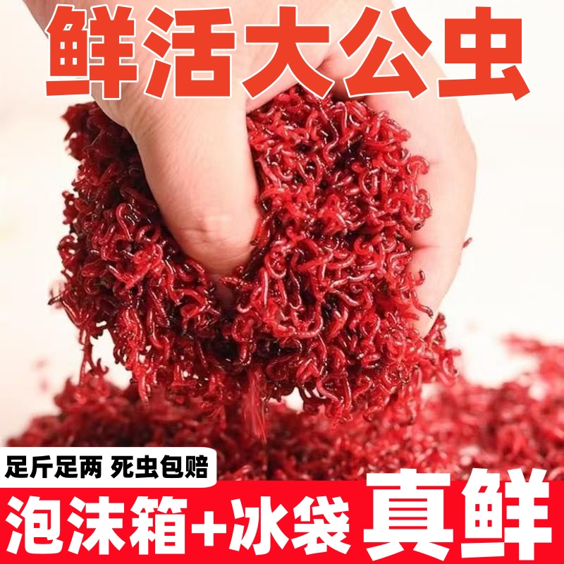 鲜活小号公虫260g.手工筛选鲫鱼诱饵