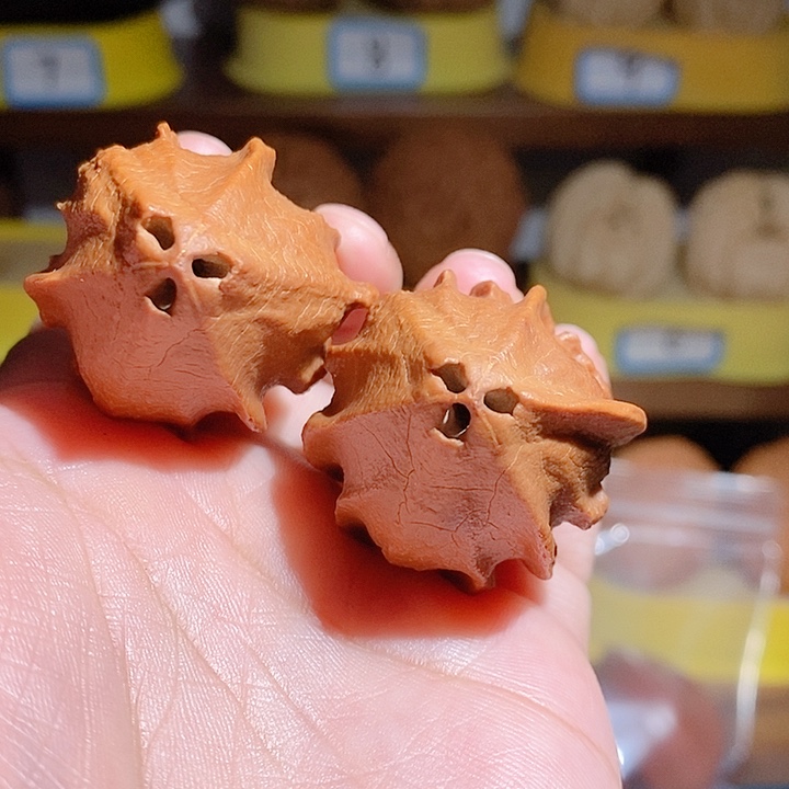 野生大橄榄核金刚杵橄榄