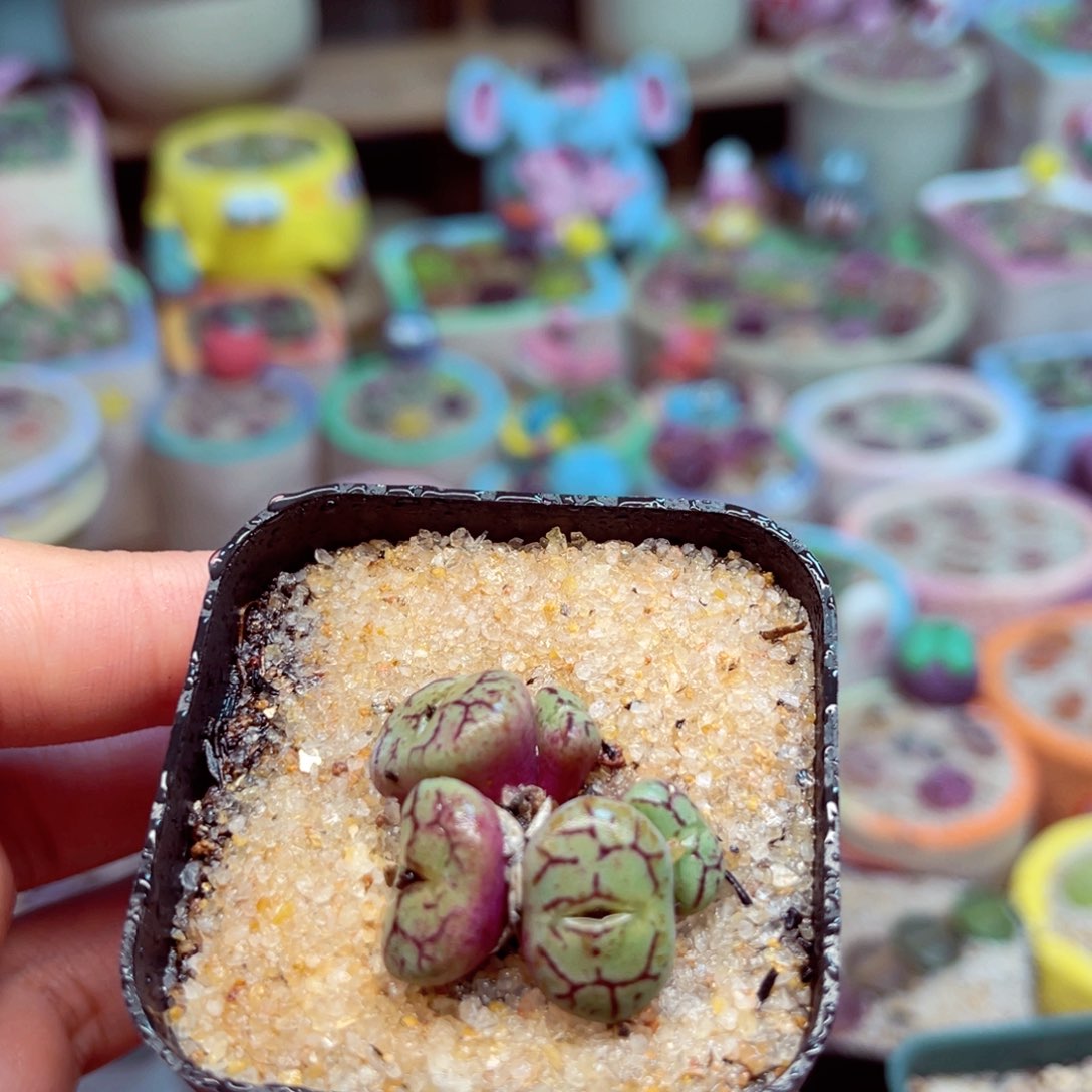 031。67895888867898887