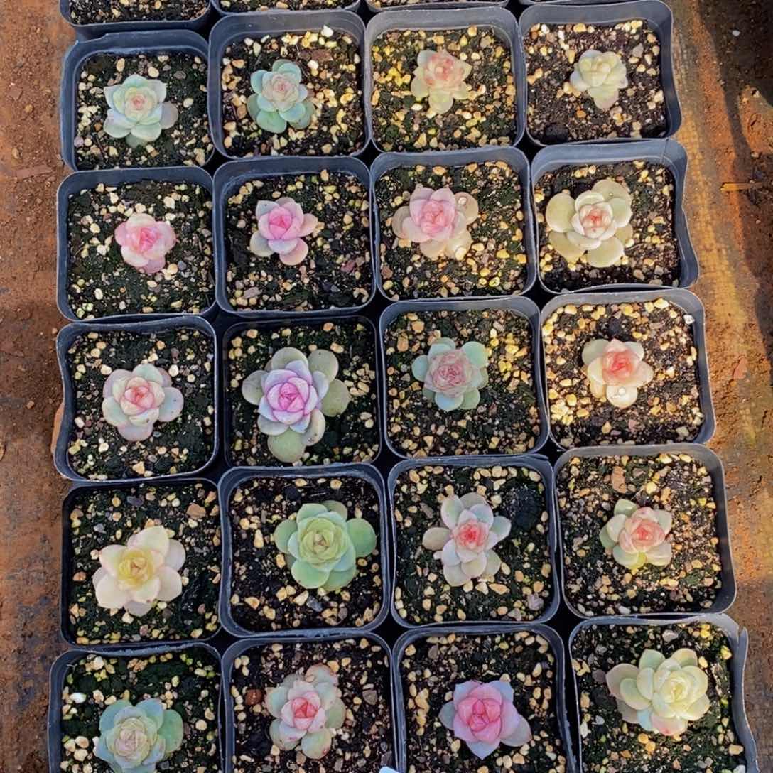 钱*友068的人都是这样吗。