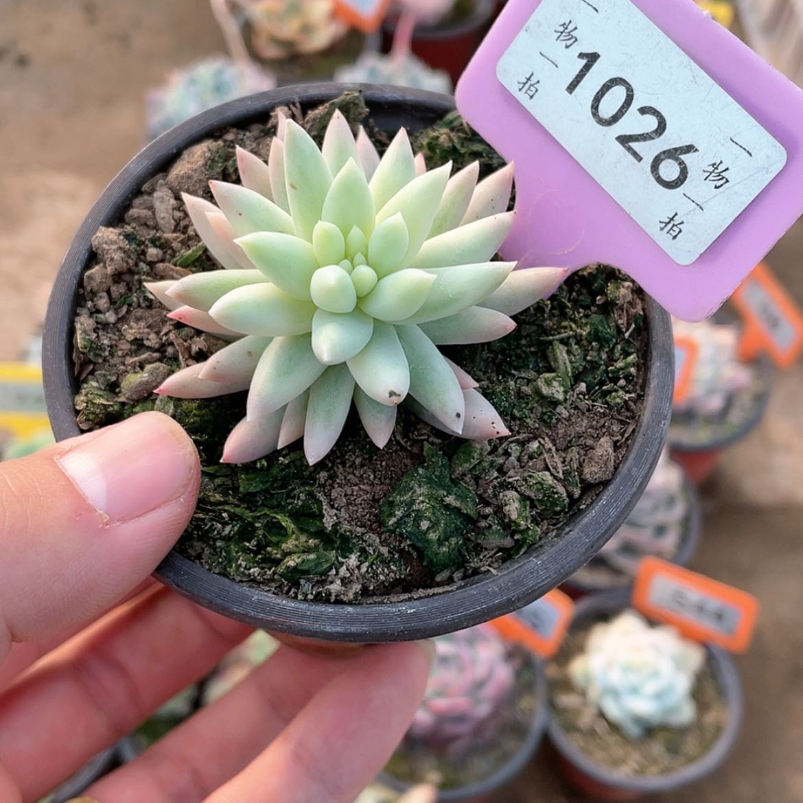 【闪购商品】1026号