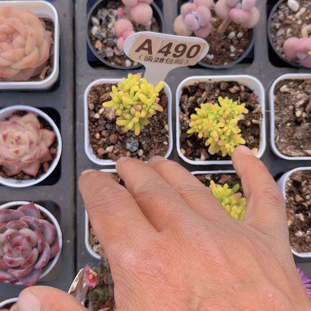 A490蜜桔糖球锦一物一拍