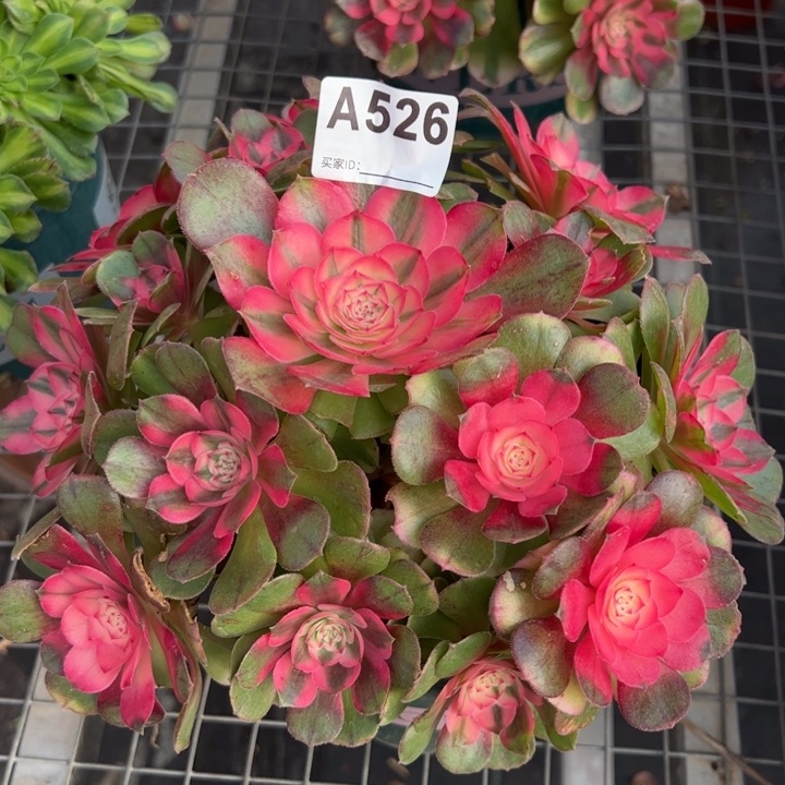 526荔枝22厘米左右