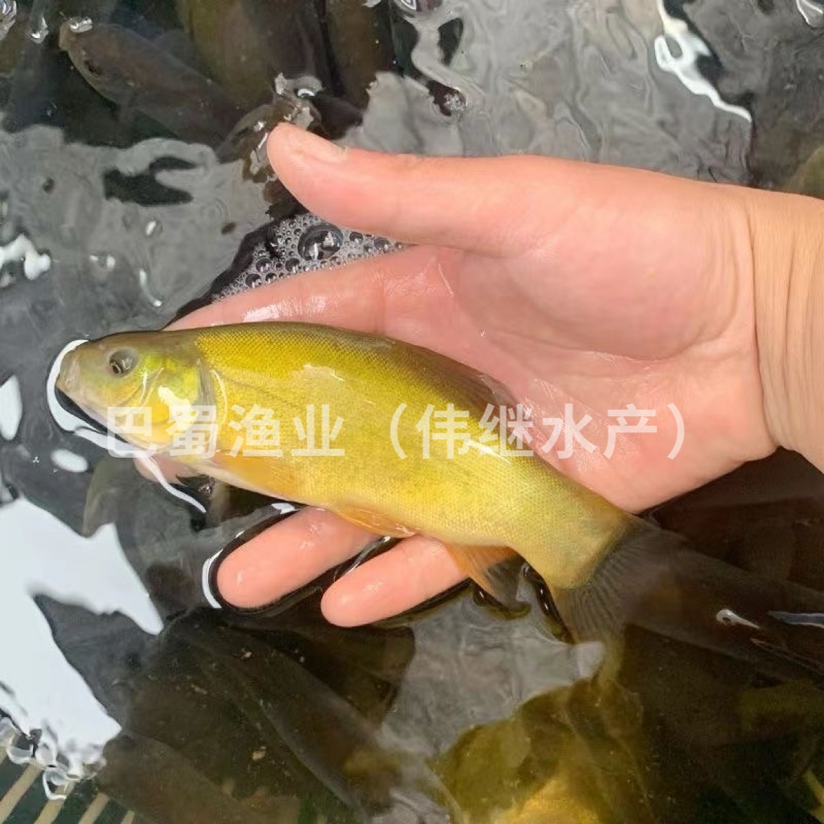 丁桂鱼苗耐寒抗冻丁贵鱼苗丁岁鱼冷水鱼淡水池塘养殖