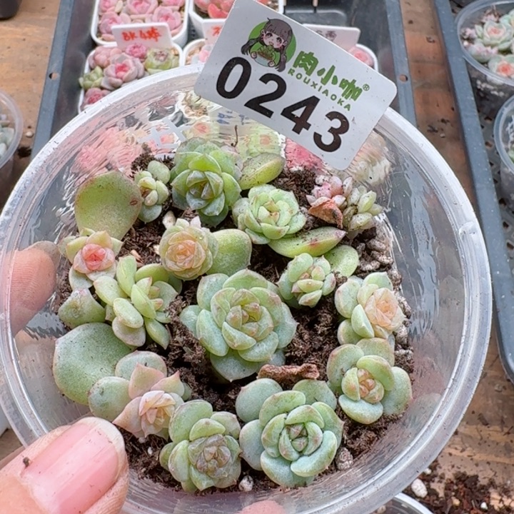 多肉植物多肉植物