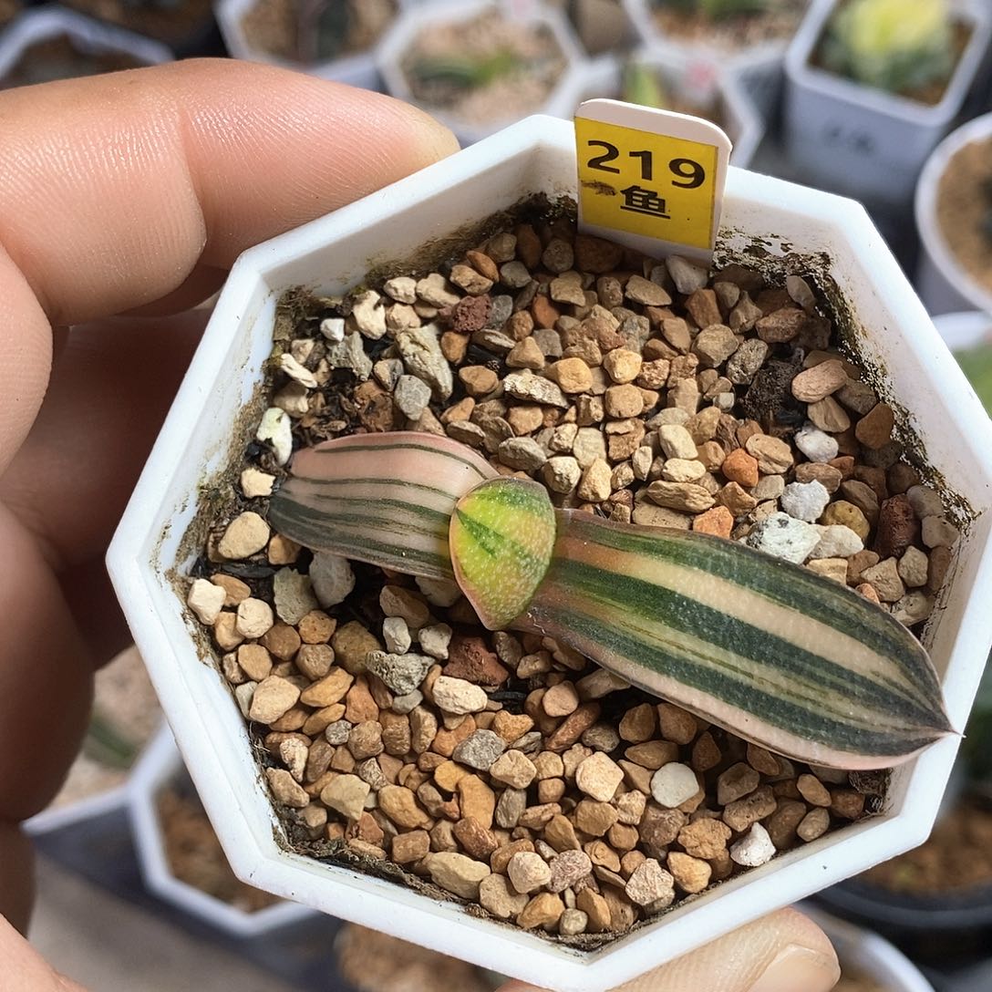 红陶219号珍珠卧牛锦