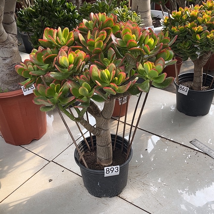 彩玉树花月独杆老桩