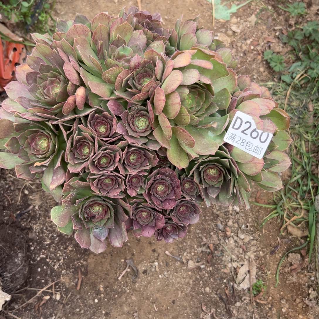 260多肉   沙拉碗      