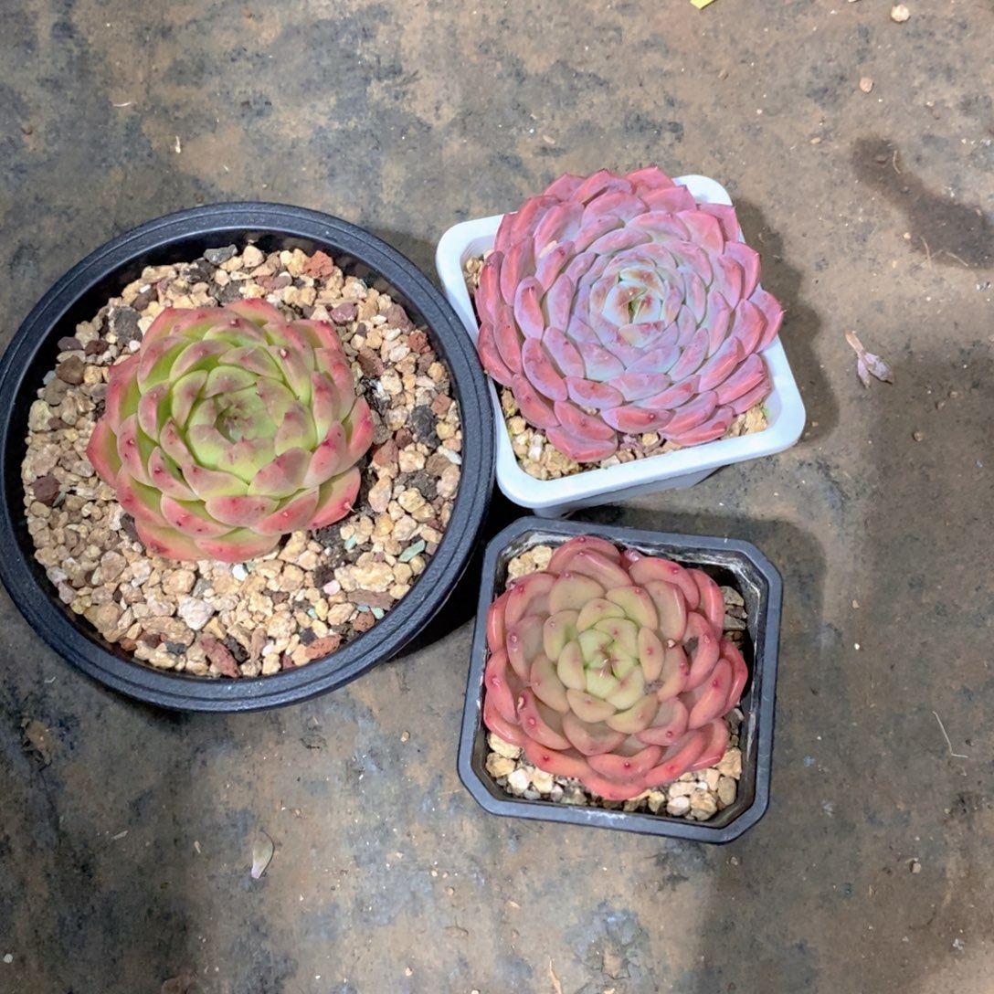 冬***华多肉植物单头三个