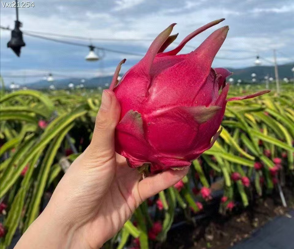 云南西双版纳应季新鲜红心火龙果皮薄汁多超甜