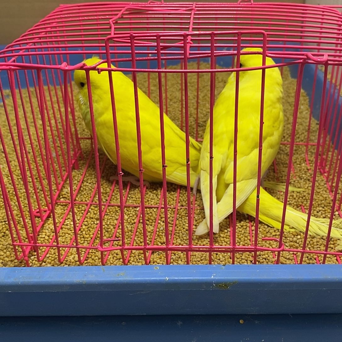 虎皮鹦鹉大头一对