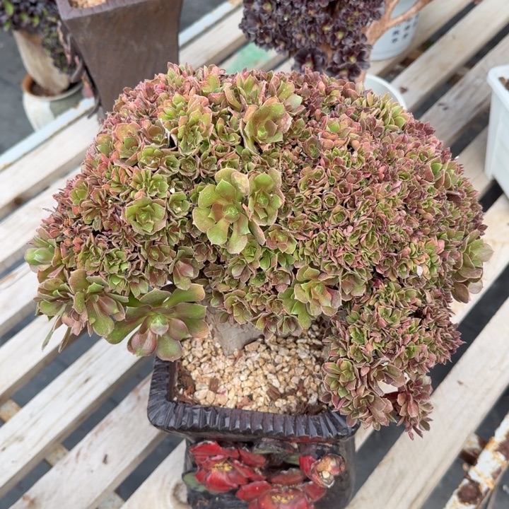 玫瑰特价法师123特特特