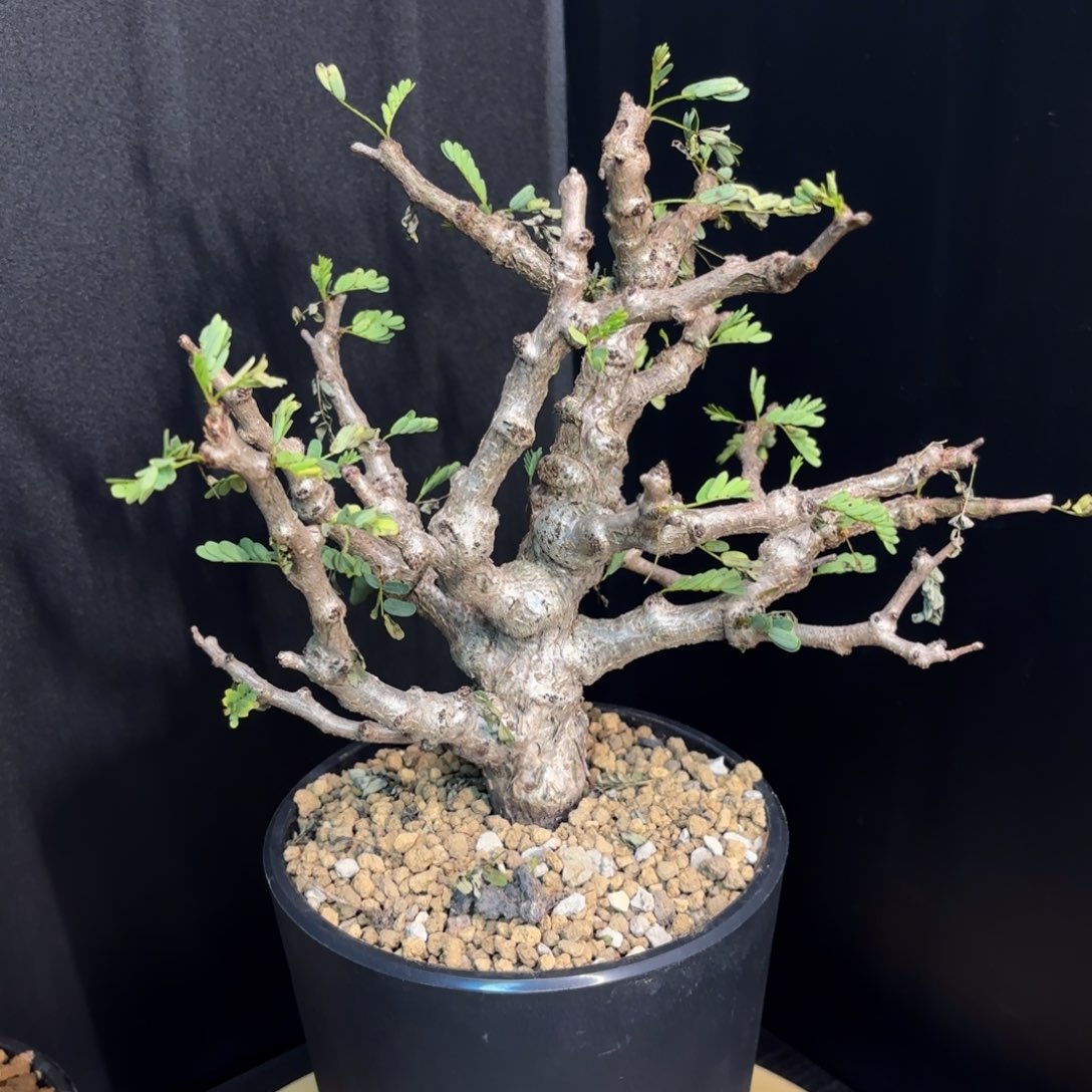 沙漠苏木带盆土。