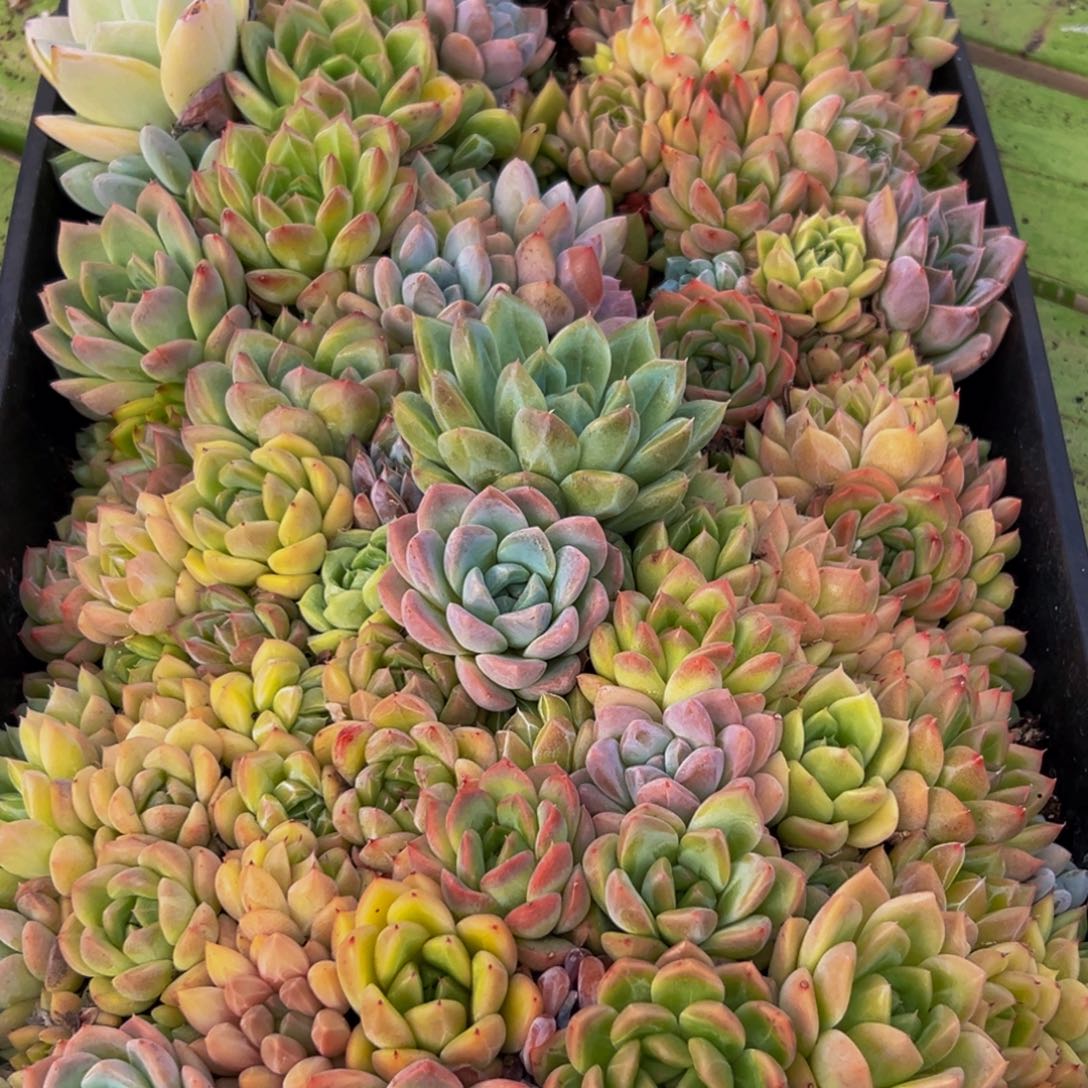 433多肉的我也是很喜欢吃