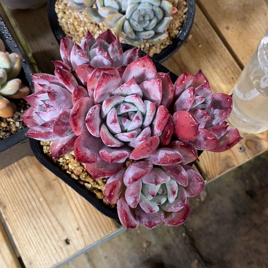 自助下单一物一拍，可寄养，可问主播规格多肉