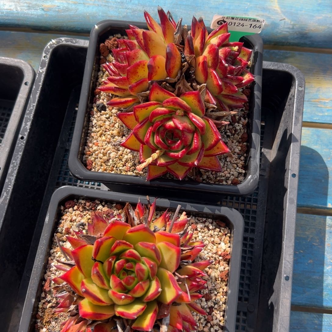 多肉编号0424-164