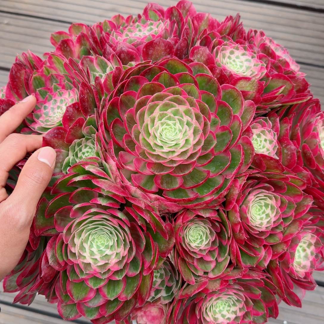 王*晖多肉植物发货发货