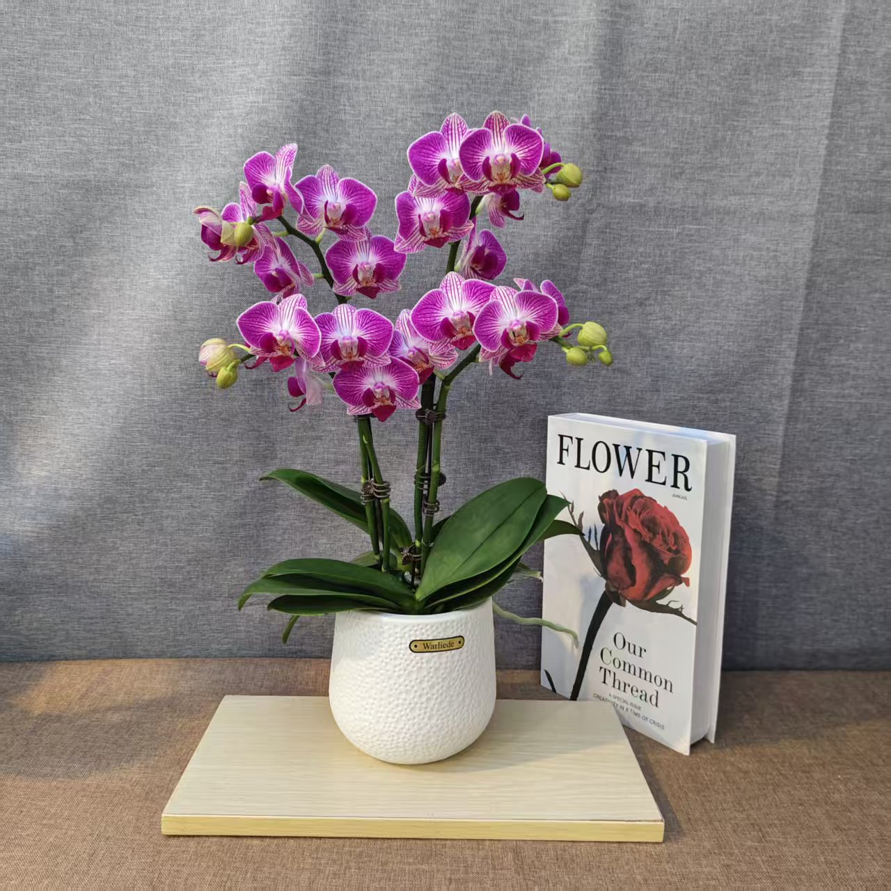 鲜花【龙树乐园】蝴蝶兰盆栽室内种植观赏花卉好养活带花发货