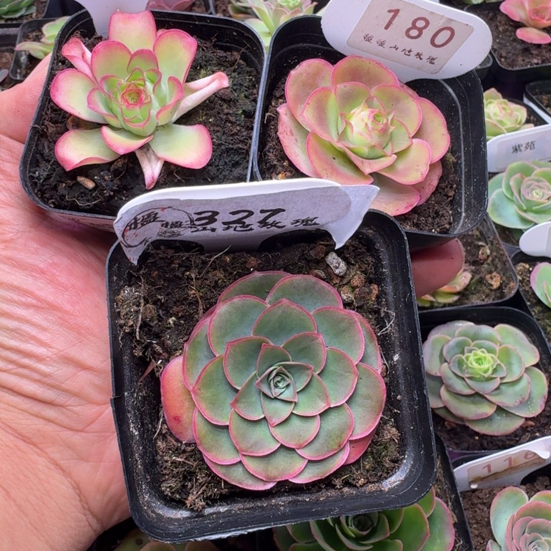 楹楹-383-180-327冠幅4CM