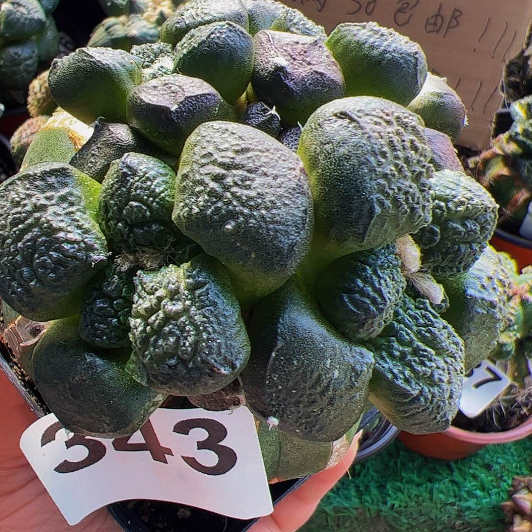 无花朵紫肌蛋尤连山群343