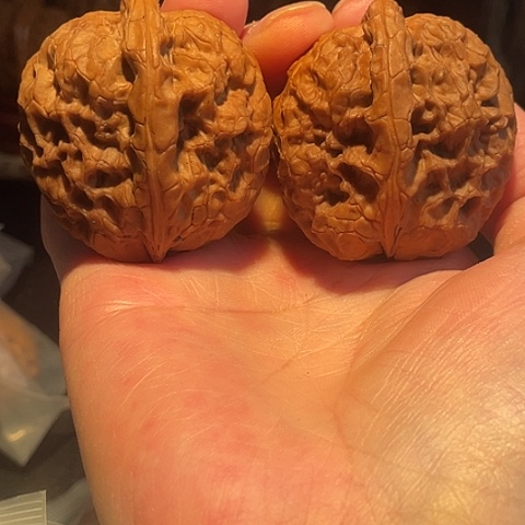 归***尘把件文玩核桃牡丹纹带彩43+