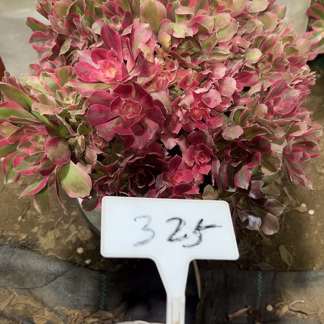 多肉植物妖月法师325