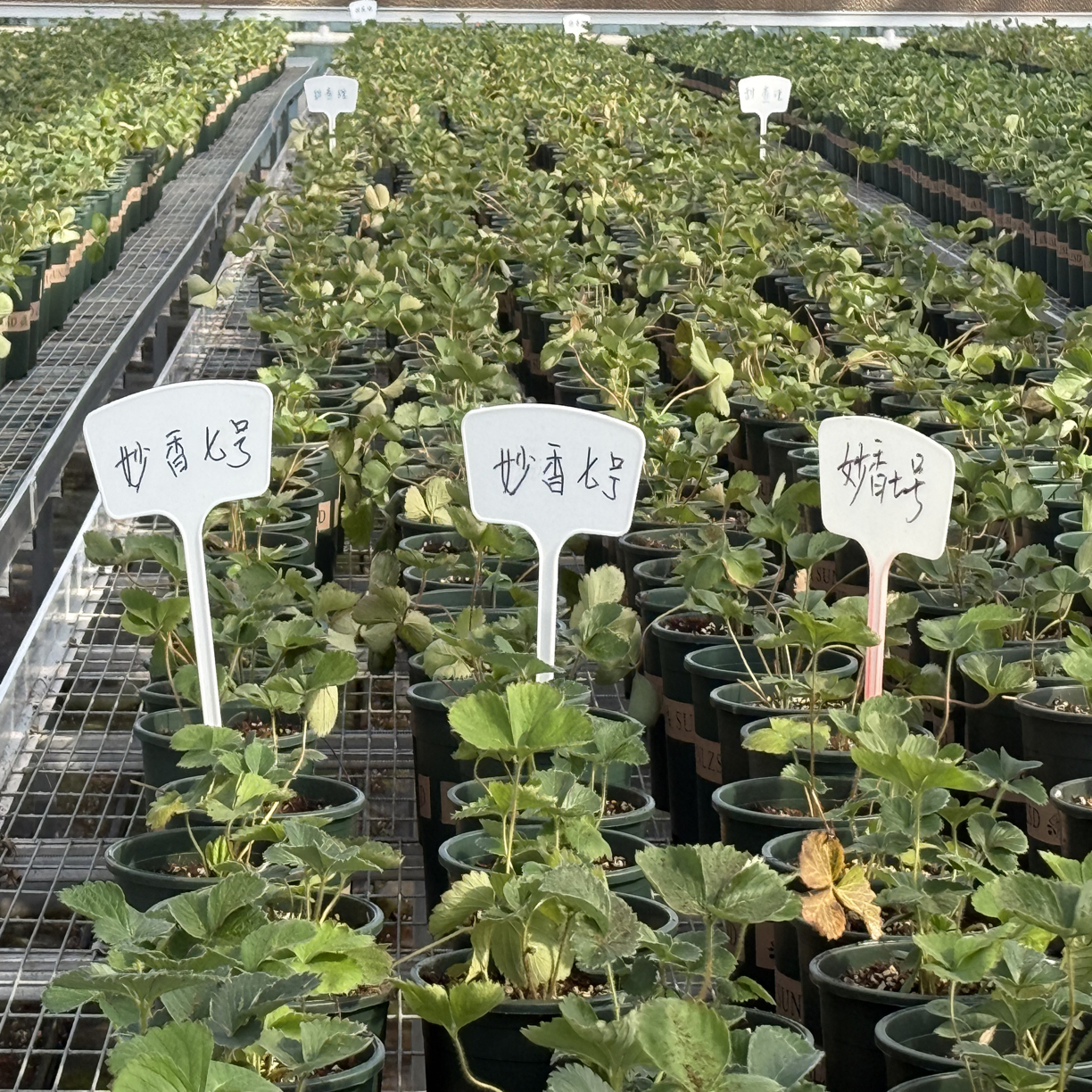 妙香七号草莓盆栽1加仑原盆原土带花带果