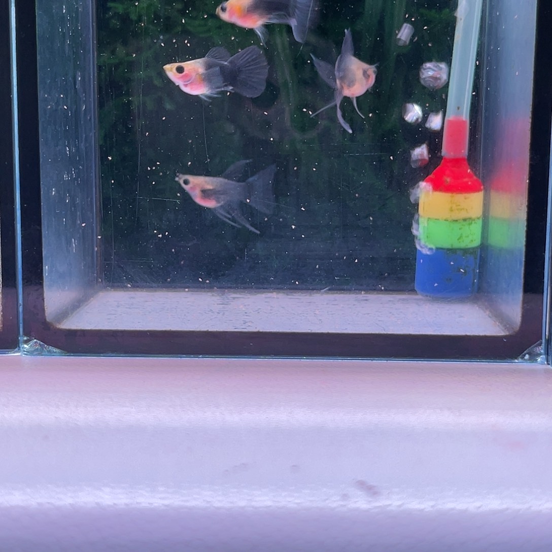 孔雀鱼830号蓝礼服玻璃猫球C2对