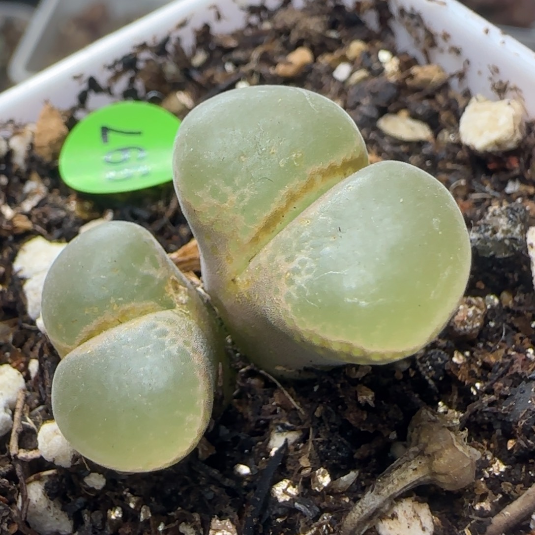 漂漂亮亮多肉植物997