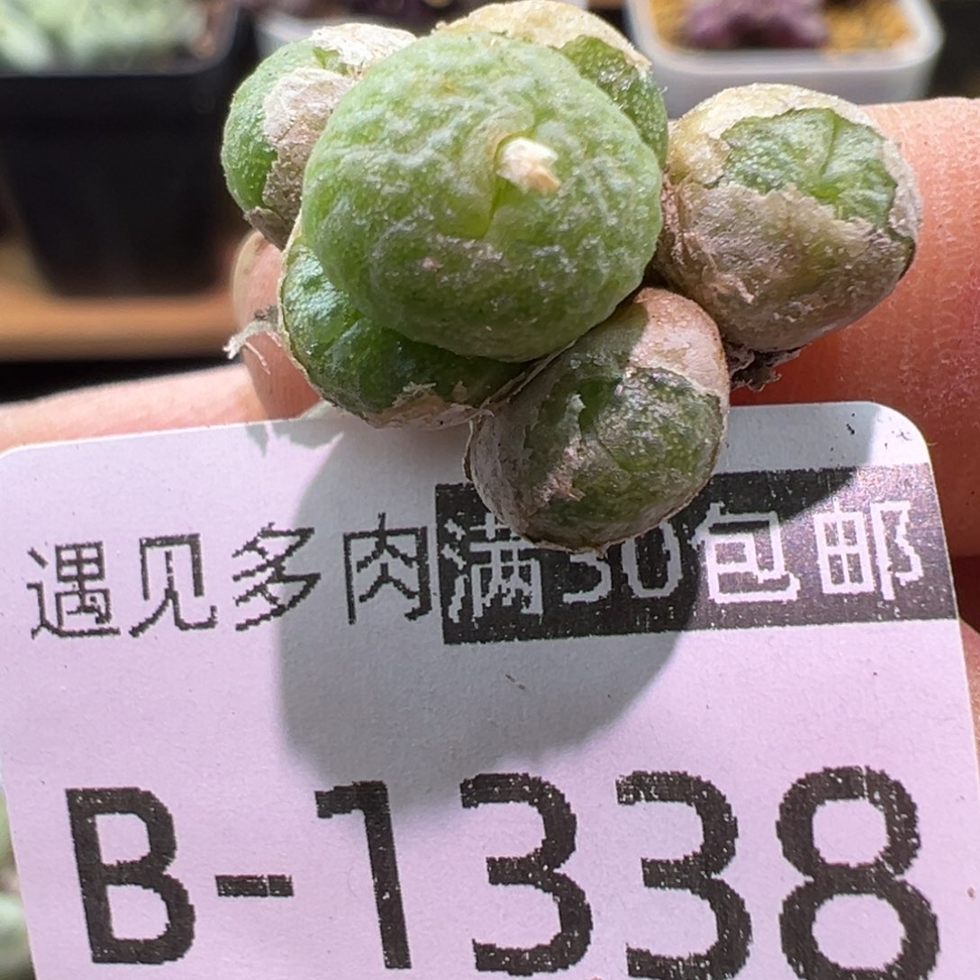 多肉植物1111111111111