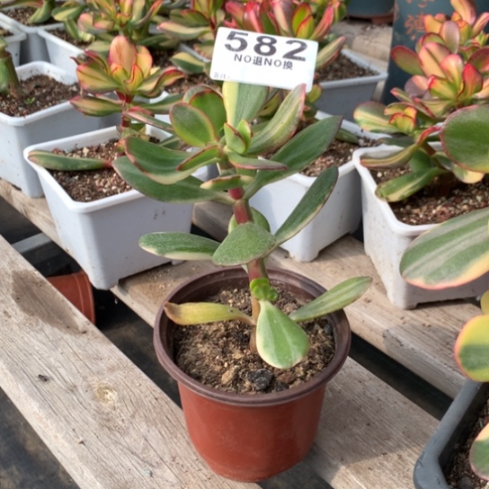 用****9582老花脱土发货