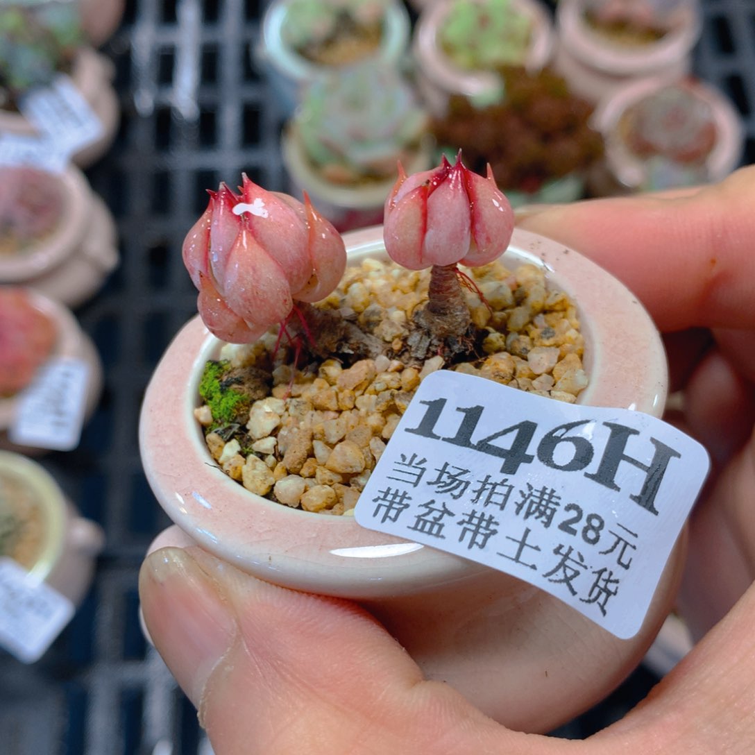 5厘米盆精控多肉1146