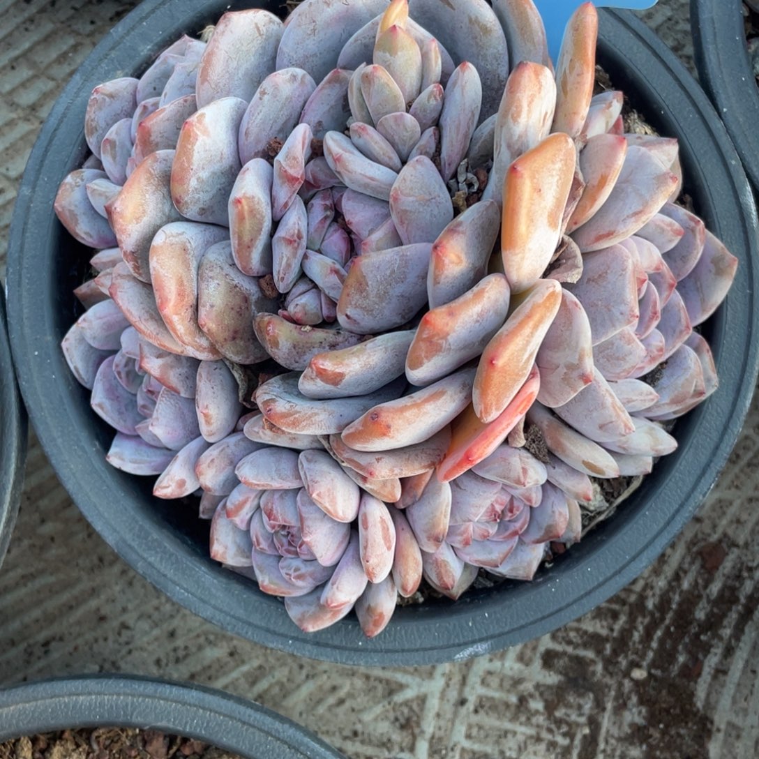 82号星影群生多头