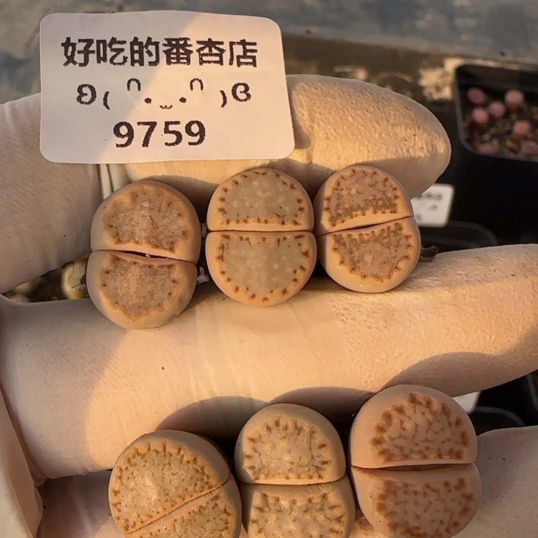 9759。默认脱土。18包邮。偏远88包邮