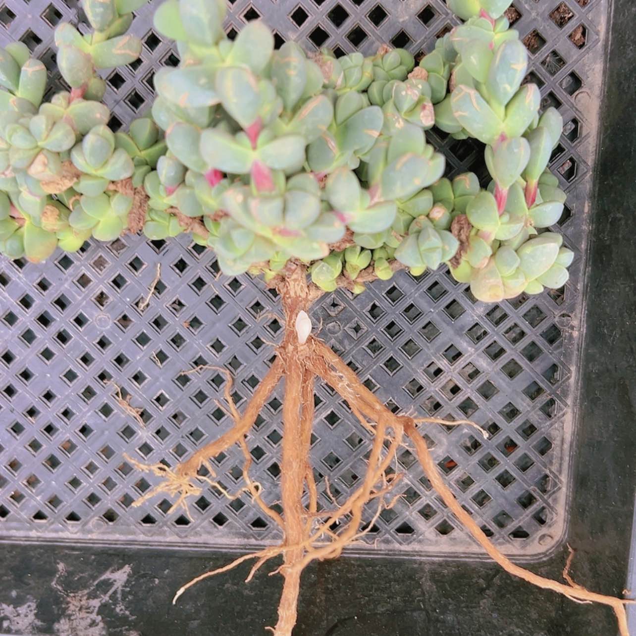 【闪购商品】老桩大群鹿角海棠