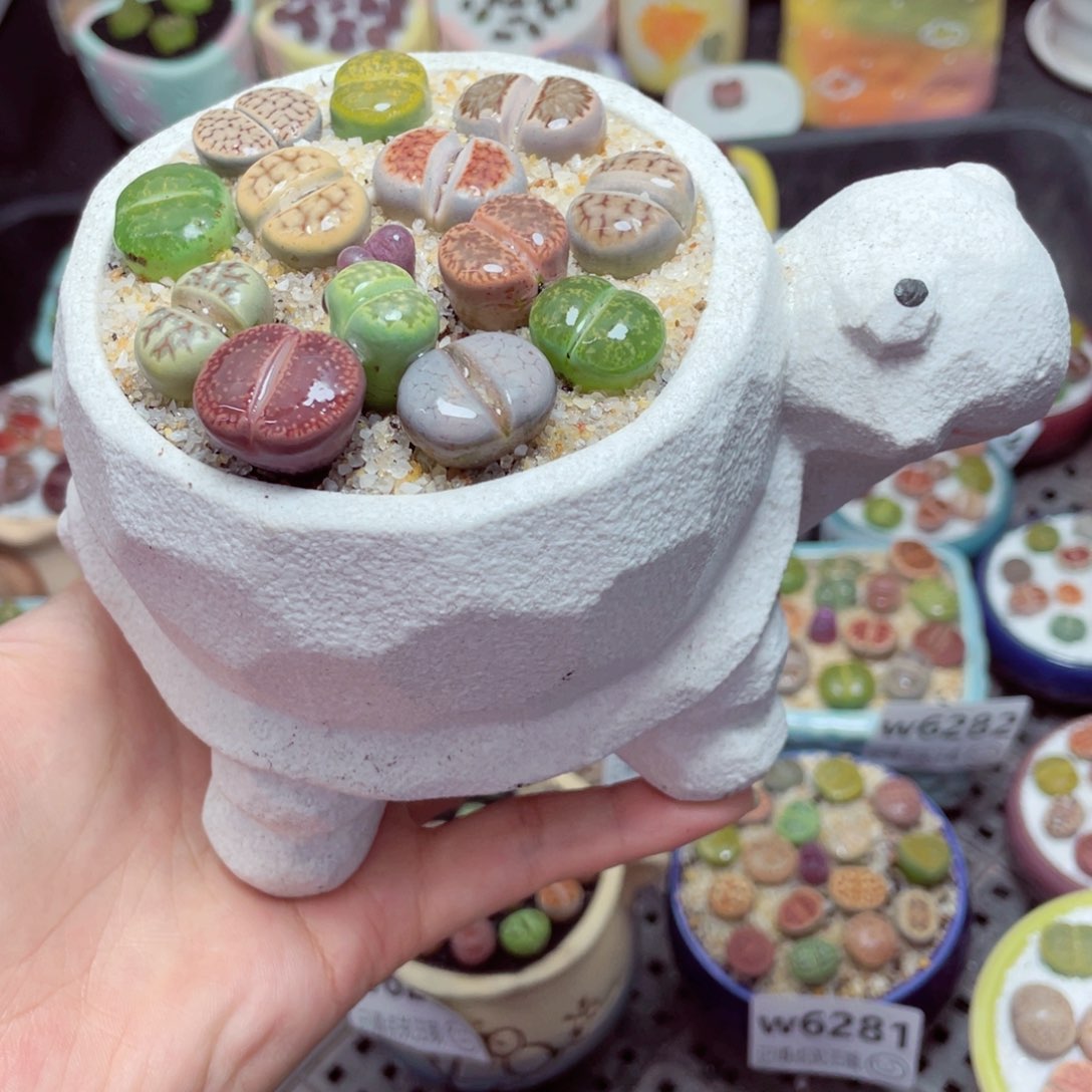 w6285 -零下地区拍保温箱-15支持寄养