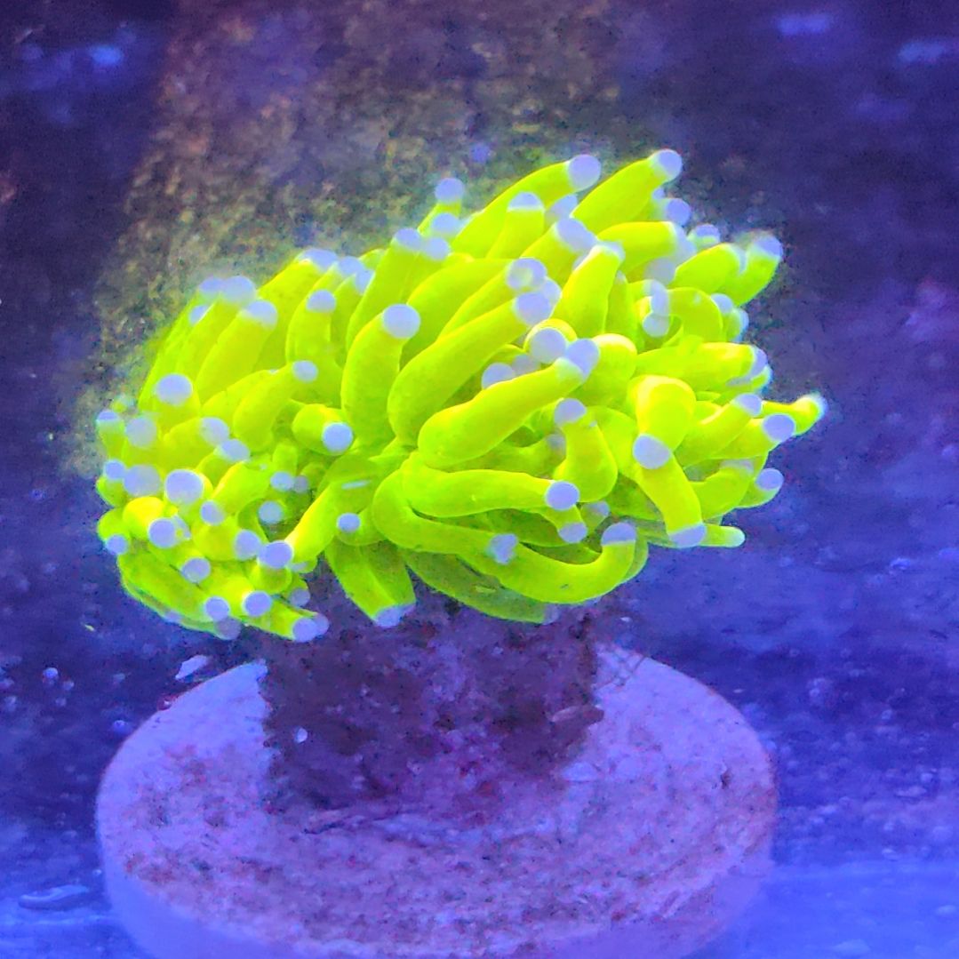 智海海洋珊瑚 不支持退货不包邮