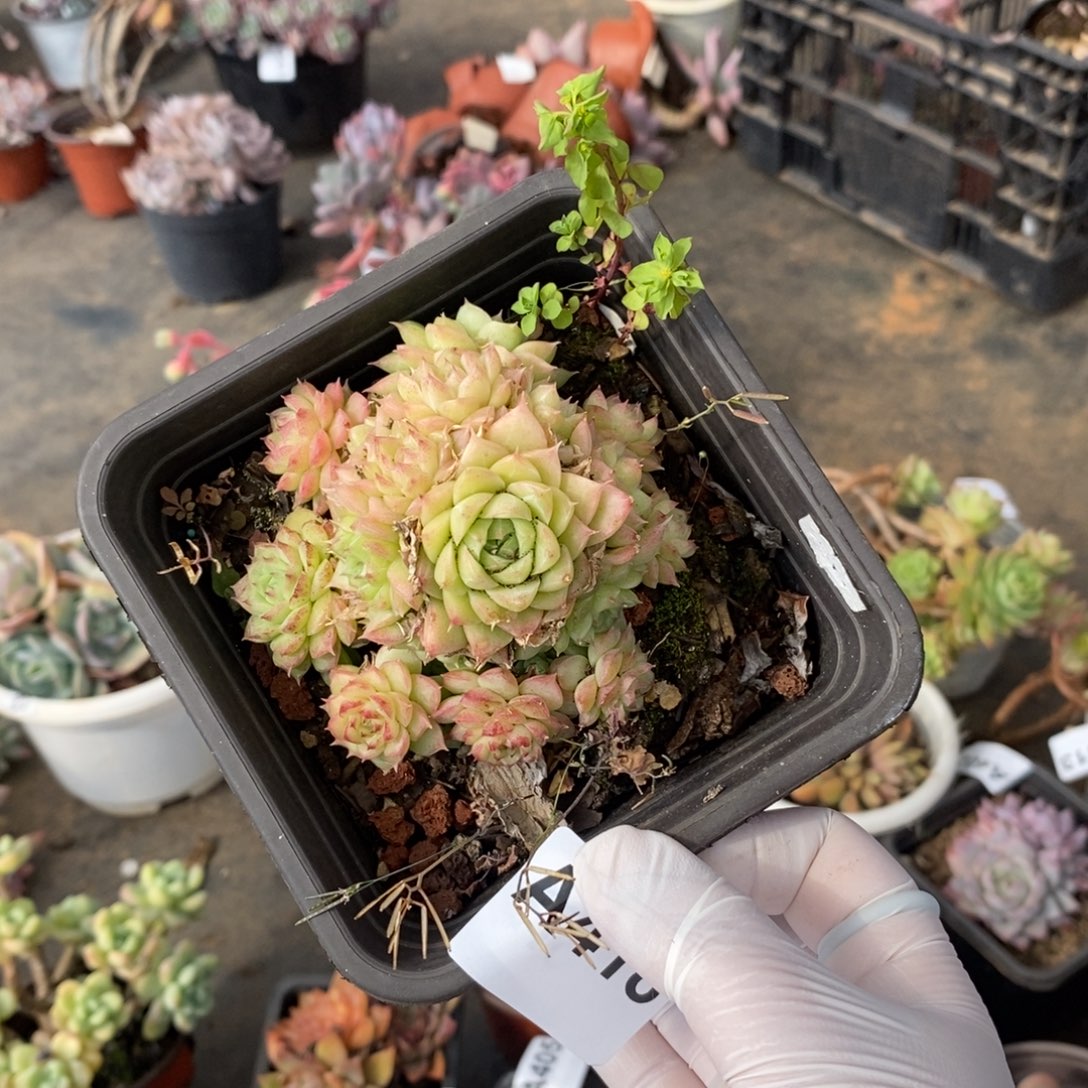 418麦秆女王一物一拍