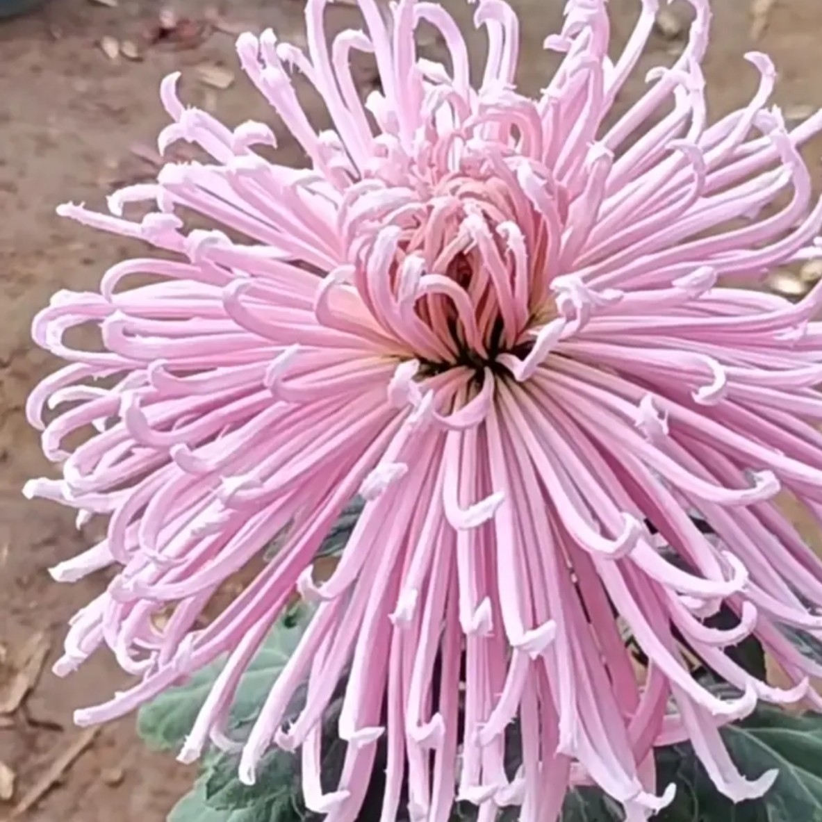 九月菊精品【灯下舞娘】大花富贵菊 盆栽庭院好养活