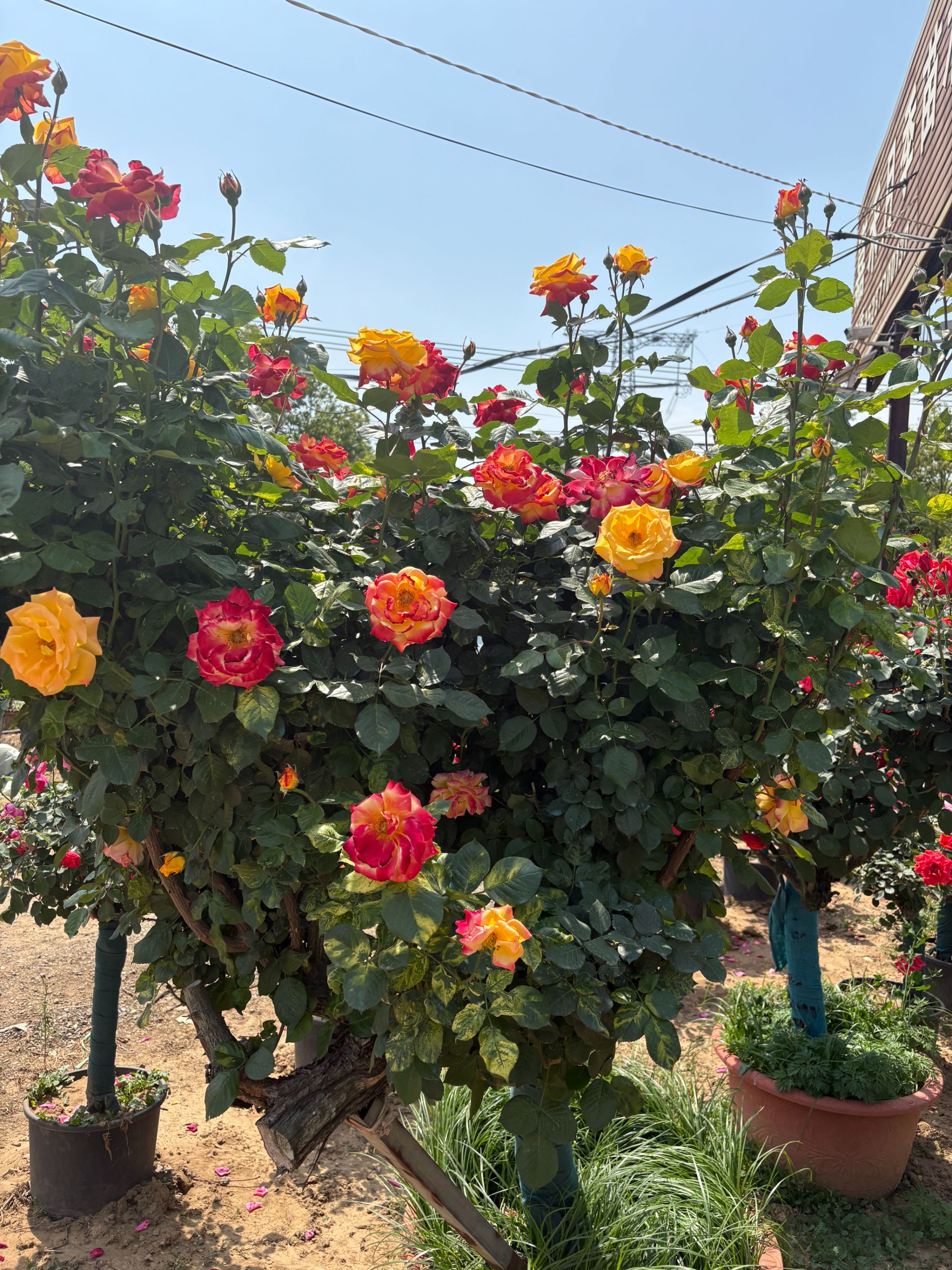 【六年大树】嫁接树桩月季四级开花大花浓香形