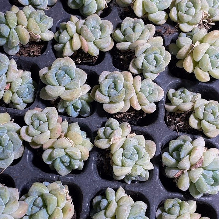 5颗一组小冰玉5颗