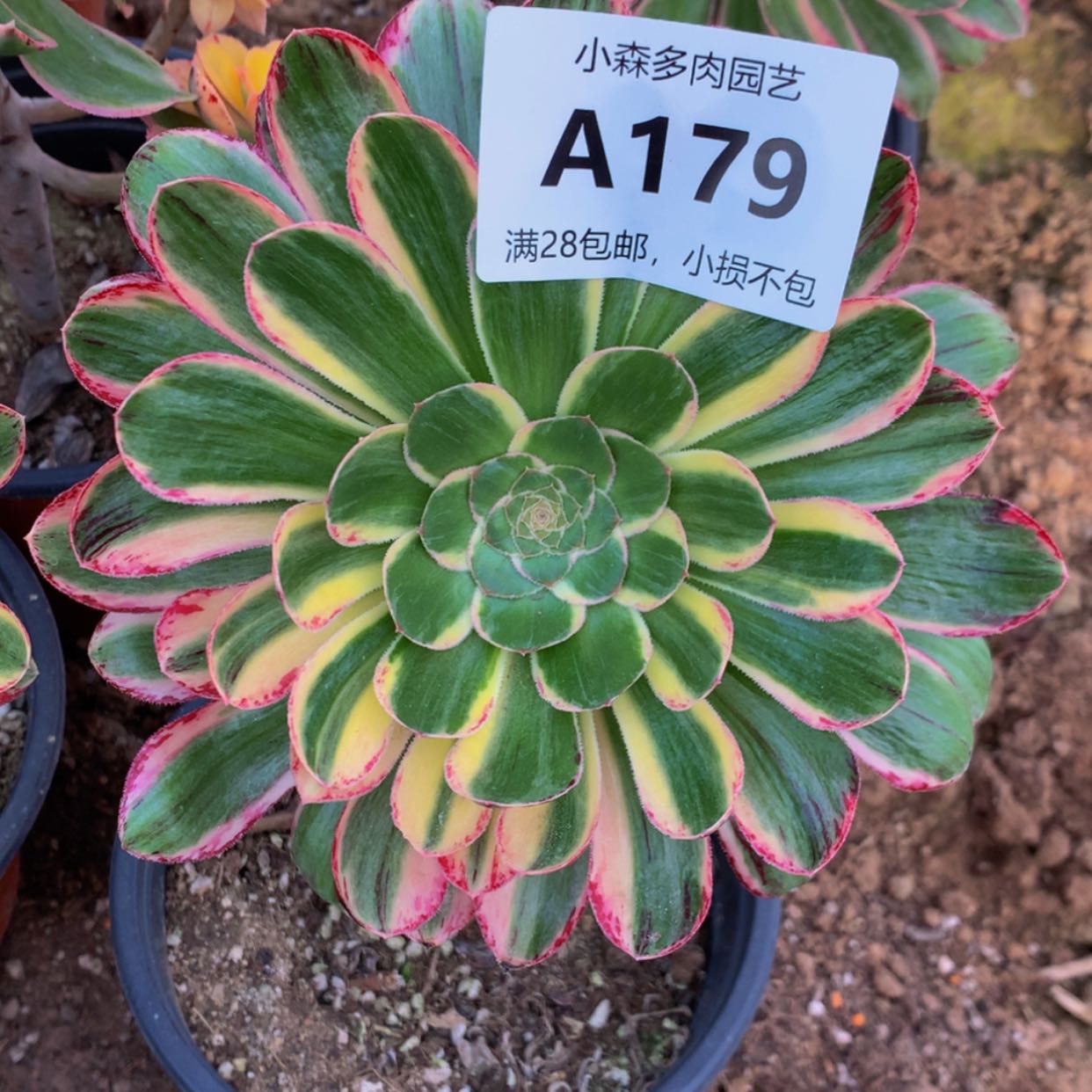 【闪购商品】微****！179微锦多肉