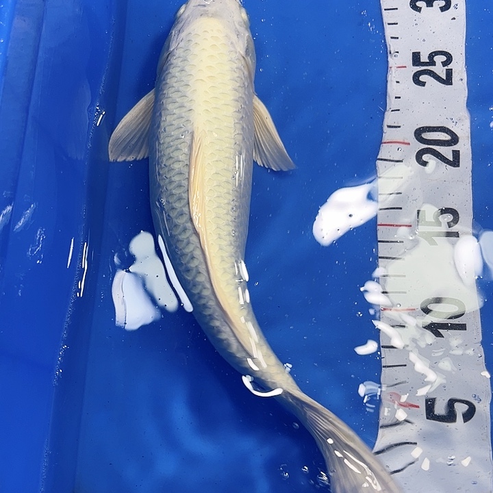 锦鲤冷水鱼好养耐活