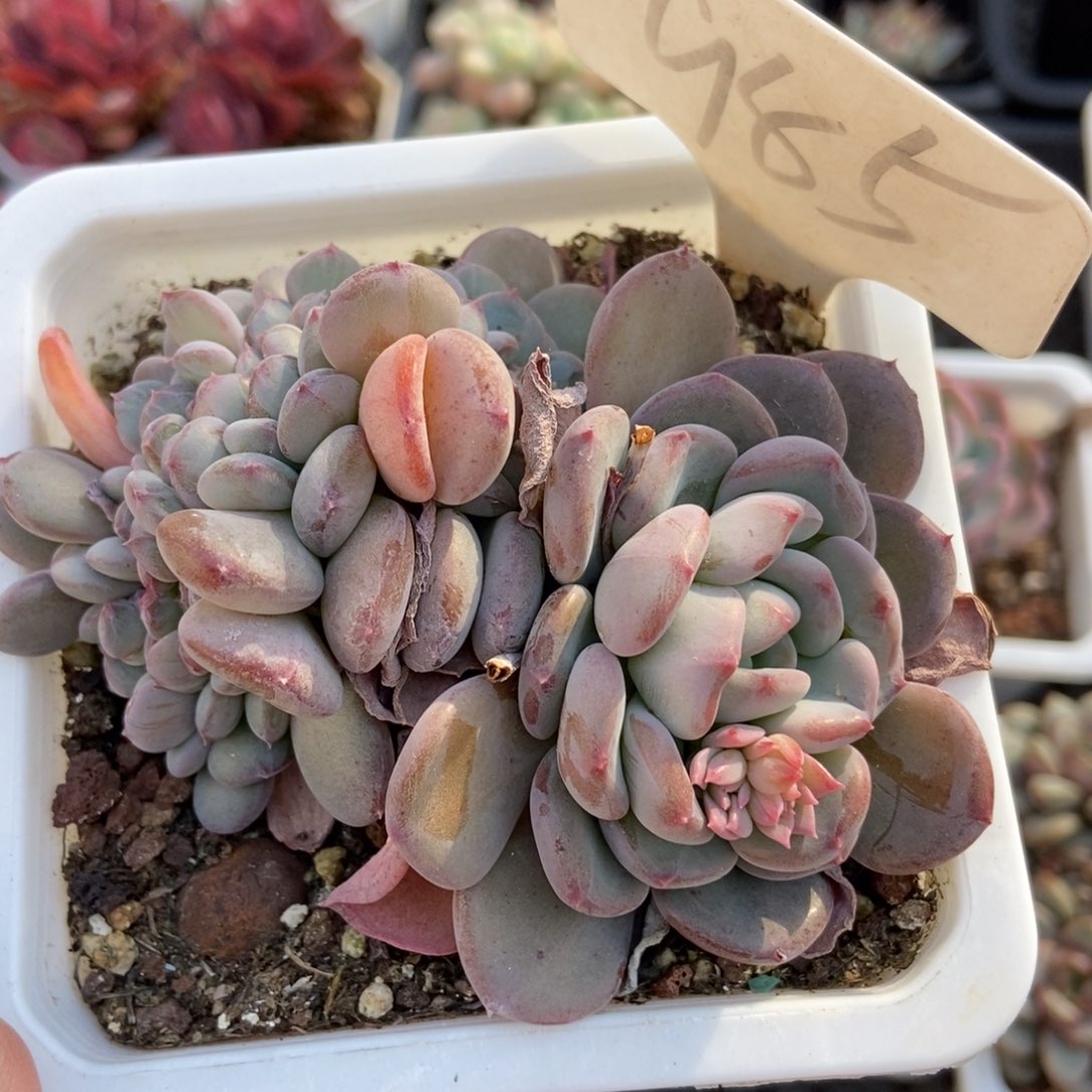 985粉珍妮缀多肉植物