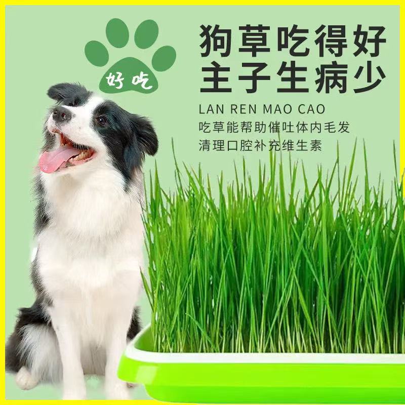 狗草猫草即食水培去除毛球