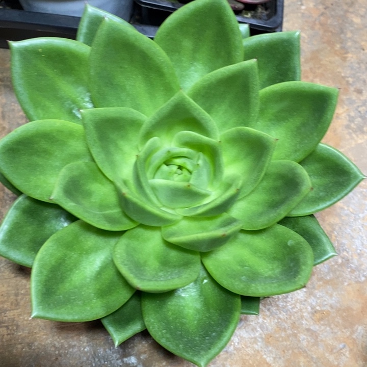 D095- 直播福利 翠花