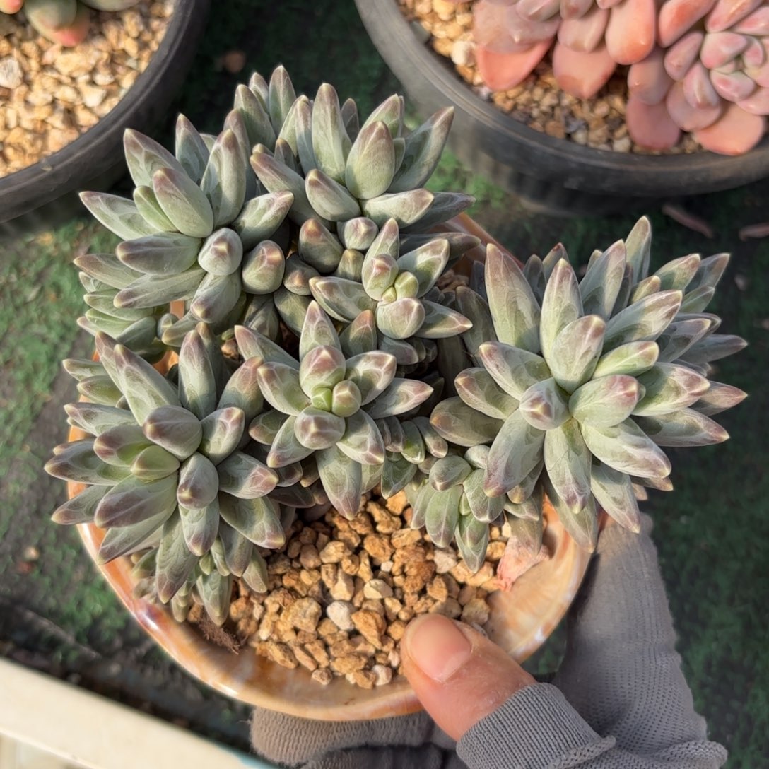 凤羽美人15头多肉888888