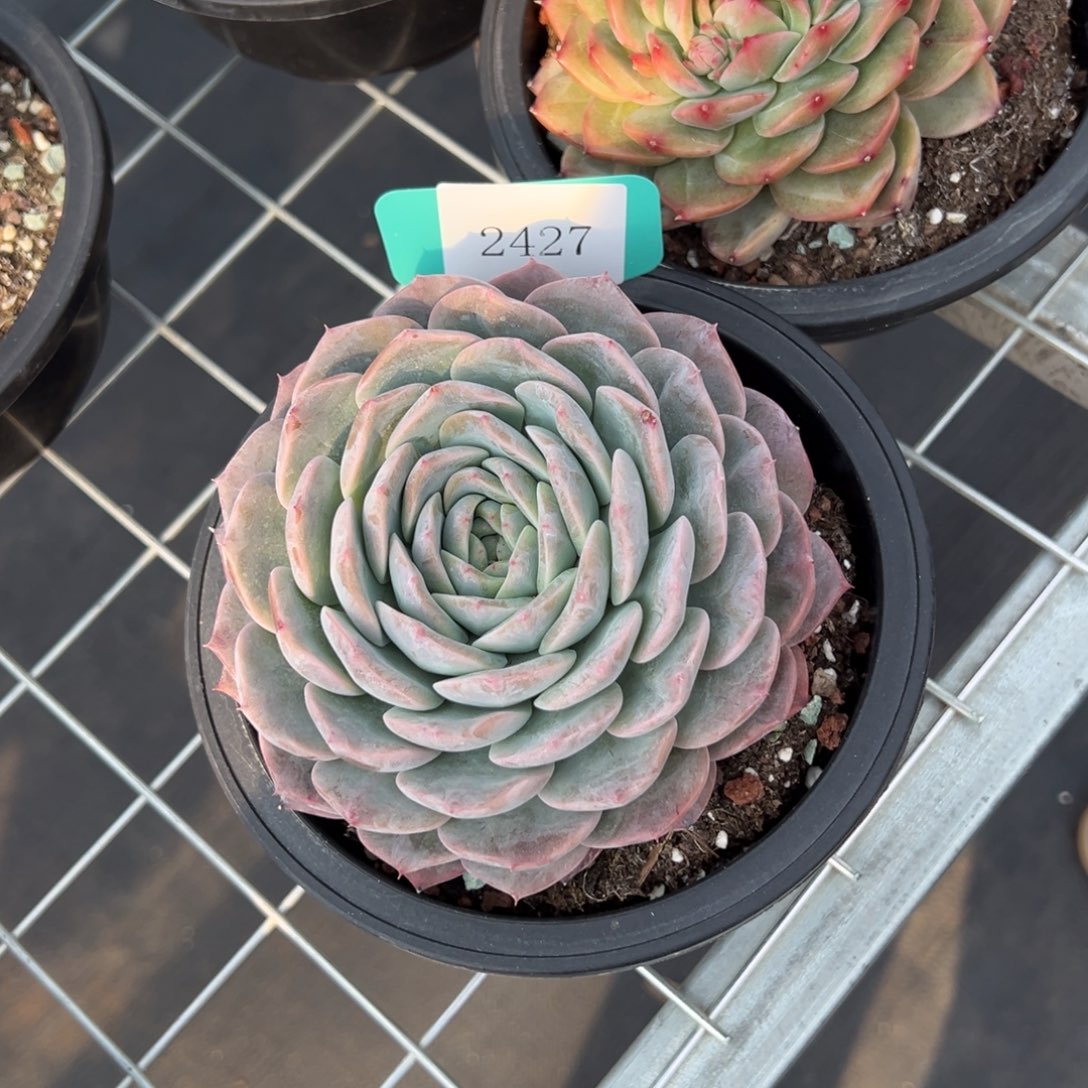 5****福2427肉多么多么多哦多哦