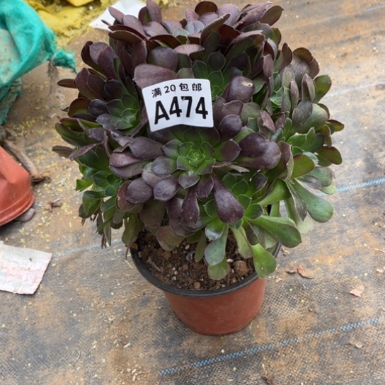 474荷兰玫瑰不包断枝